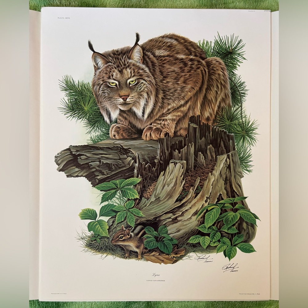 Richard Timm Canada Lynx Registered & Signed in Protective Folder Print 28”x 22”